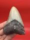 Megalodon Tooth For Sale 100% Authentic Real Shark Tooth Fossil Over 4 Inches
