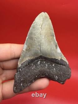 Megalodon Tooth For Sale 100% Authentic Real Shark Tooth Fossil Over 4 Inches
