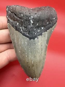 Megalodon Tooth For Sale 100% Authentic Real Shark Tooth Fossil Over 4 Inches