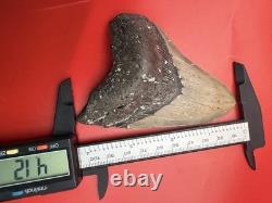 Megalodon Tooth For Sale 100% Authentic Real Shark Tooth Fossil Over 4 Inches