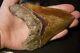 Megalodon Tooth Fossil Shark Tooth Large Upper Anterior 4 6/8 Or 12 Cm