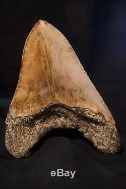 Megalodon Tooth Fossil Shark Tooth Large Upper Anterior 4 6/8 or 12 cm