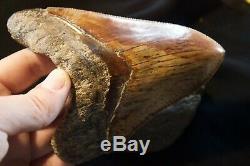 Megalodon Tooth Fossil Shark Tooth Large Upper Anterior 4 6/8 or 12 cm