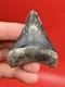 Megalodon Tooth Golden Beach Smoker Venice Florida 2.44 Diver Direct Fossil