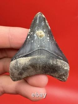 Megalodon Tooth Golden Beach Smoker Venice Florida 2.44 Diver Direct Fossil