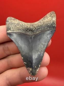 Megalodon Tooth Golden Beach Smoker Venice Florida 2.44 Diver Direct Fossil