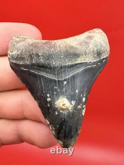 Megalodon Tooth Golden Beach Smoker Venice Florida 2.44 Diver Direct Fossil