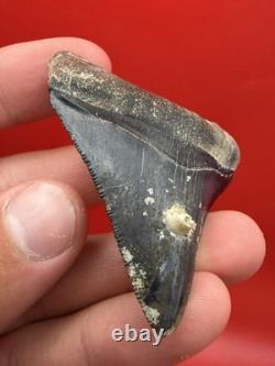 Megalodon Tooth Golden Beach Smoker Venice Florida 2.44 Diver Direct Fossil