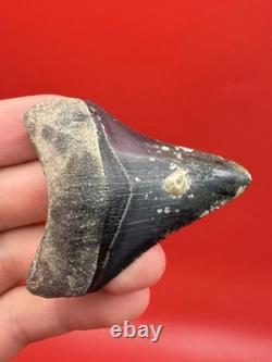 Megalodon Tooth Golden Beach Smoker Venice Florida 2.44 Diver Direct Fossil