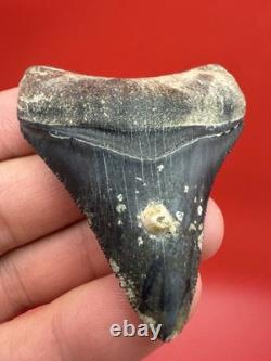 Megalodon Tooth Golden Beach Smoker Venice Florida 2.44 Diver Direct Fossil