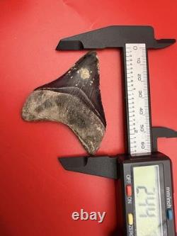 Megalodon Tooth Golden Beach Smoker Venice Florida 2.44 Diver Direct Fossil