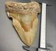 Megalodon Tooth Huge 5.4 Prehistoric Shark Tooth Fossil 50 Foot Shark Tooth