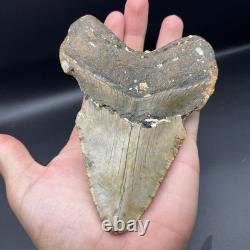 Megalodon Tooth HUGE 5.4 Prehistoric Shark Tooth Fossil 50 Foot Shark Tooth