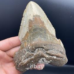 Megalodon Tooth HUGE 5.4 Prehistoric Shark Tooth Fossil 50 Foot Shark Tooth
