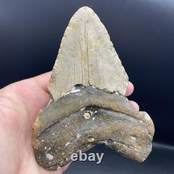 Megalodon Tooth HUGE 5.4 Prehistoric Shark Tooth Fossil 50 Foot Shark Tooth