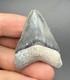 Megalodon Tooth High Quality South Florida Authentic Fossil 1.86