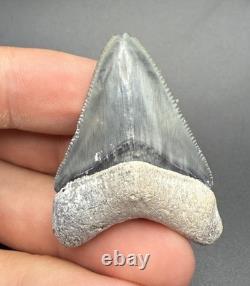 Megalodon Tooth High Quality South Florida Authentic Fossil 1.86