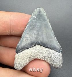 Megalodon Tooth High Quality South Florida Authentic Fossil 1.86