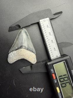 Megalodon Tooth High Quality South Florida Authentic Fossil 1.86
