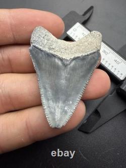 Megalodon Tooth High Quality South Florida Authentic Fossil 1.86