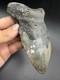 Megalodon Tooth Huge Authentic Shark Tooth Fossil 5.6 All Natural N. Carolina