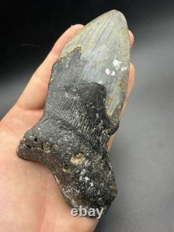 Megalodon Tooth Huge Authentic Shark Tooth Fossil 5.6 All Natural N. Carolina