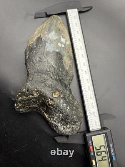 Megalodon Tooth Huge Authentic Shark Tooth Fossil 5.6 All Natural N. Carolina