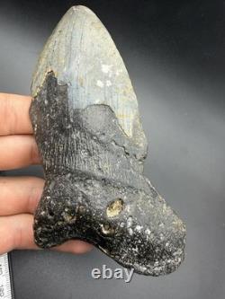 Megalodon Tooth Huge Authentic Shark Tooth Fossil 5.6 All Natural N. Carolina