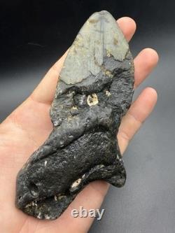 Megalodon Tooth Huge Authentic Shark Tooth Fossil 5.6 All Natural N. Carolina