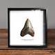 Megalodon Tooth Museum Quality Frame 100% Real For Display Gift Dinosaur History