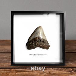 Megalodon Tooth Museum quality frame 100% Real for display gift dinosaur history