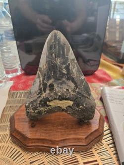 Megalodon Tooth Needs To Be Restored Almost 6 Inches