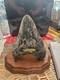 Megalodon Tooth Needs To Be Restored Almost 6 Inches
