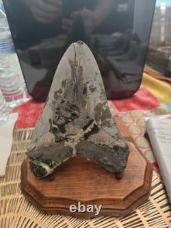 Megalodon Tooth Needs To Be Restored Almost 6 Inches