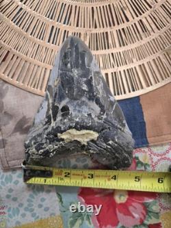 Megalodon Tooth Needs To Be Restored Almost 6 Inches