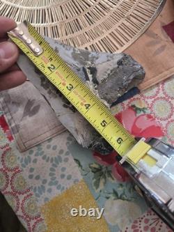 Megalodon Tooth Needs To Be Restored Almost 6 Inches