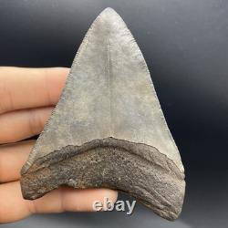 Megalodon Tooth REAL Shark Tooth Fossil 3.95 South Carolina All Natural