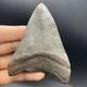 Megalodon Tooth Real Shark Tooth Fossil 3.95 South Carolina All Natural