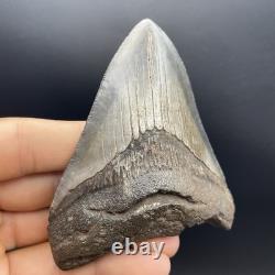 Megalodon Tooth REAL Shark Tooth Fossil 3.95 South Carolina All Natural
