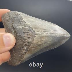 Megalodon Tooth REAL Shark Tooth Fossil 3.95 South Carolina All Natural