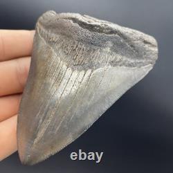 Megalodon Tooth REAL Shark Tooth Fossil 3.95 South Carolina All Natural