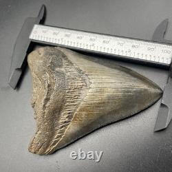 Megalodon Tooth REAL Shark Tooth Fossil 3.95 South Carolina All Natural
