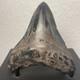 Megalodon Tooth Real Shark Tooth Fossil 3.6 Polished Pyrite Inlay