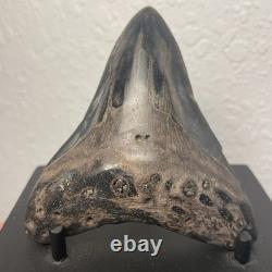 Megalodon Tooth Real Shark Tooth Fossil 3.6 Polished Pyrite Inlay