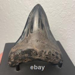 Megalodon Tooth Real Shark Tooth Fossil 3.6 Polished Pyrite Inlay