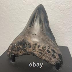 Megalodon Tooth Real Shark Tooth Fossil 3.6 Polished Pyrite Inlay
