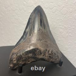 Megalodon Tooth Real Shark Tooth Fossil 3.6 Polished Pyrite Inlay