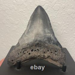 Megalodon Tooth Real Shark Tooth Fossil 3.6 Polished Pyrite Inlay