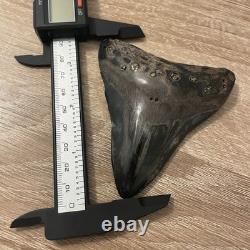 Megalodon Tooth Real Shark Tooth Fossil 3.6 Polished Pyrite Inlay