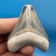 Megalodon Tooth Real Shark Tooth Fossil Bone Valley Florida All Natural 2.6